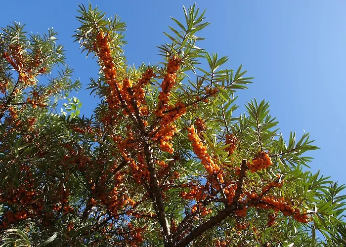 Semesterbostad Urlauberdorf 62a